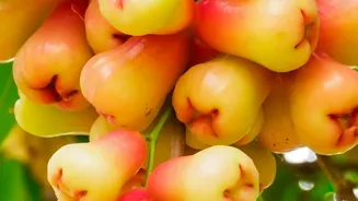 Monsoon Fruits In India: Which Seasonal Options Are Worth Buying Now?