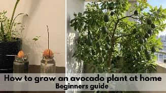 How to grow avocado at home from seed: Foolproof guide to grow exotic fruits