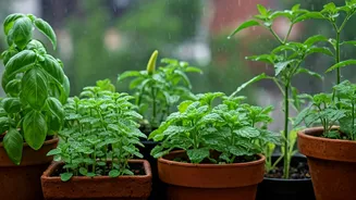 Kitchen Gardens Are The Monsoon Hobby To Try