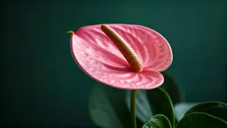 Propagating Pink Anthuriums Becomes Aesthetic Badge For Plant Parents