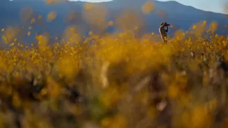 Death Valley Experiences Rare Wildflower Superbloom Amid Drought Conditions