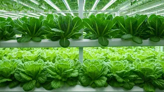 How Delhi Automated Hydroponic Arrays Deliver Fresh Greens All Winter