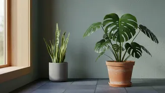 Planning For Houseplant Shopping Includes Room Humidity And Available Space