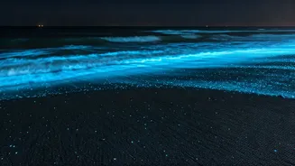 Bioluminescent Beach Walks Go Viral On Instagram Along Karnataka Coast