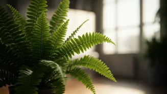 Boston Ferns Bring Safe Greenery To Indian Homes