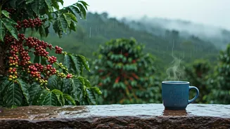 Coffee Estates Turn Rainy Days Magical