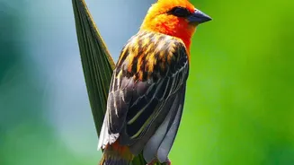 More Than Half of Migratory Bird Species Need Urgent Conservation Attention