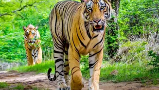 Nepal Estimates Its Wild Tiger Population Has Reached 429