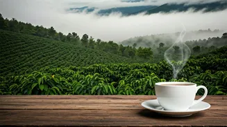 Coorg Trips Need Coffee, Fog And Zero Rush