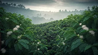 Rain Turns Coorg Into A Soft Honeymoon Dream