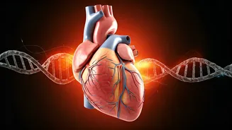 Beyond the Treadmill: Unpacking the Hidden Heart Risks of a 'Healthy' Lifestyle