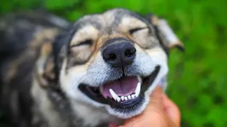 Why Cleaning Your Pet After Rainy Walks Matters More Than You Think