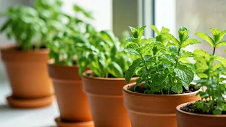 4 Super Simple Herbs For Your Indoor Monsoon Windowsill