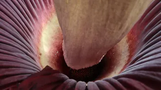 Mount Holyoke’s Corpse Flower Blooms Again, Attracting Visitors with Its Distinct Odor