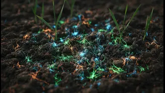 Agricultural Innovation May Start With Beneficial Microbes
