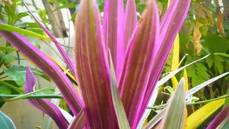 Post-Rain Plant Problems Are Easier to Manage When Caught Early