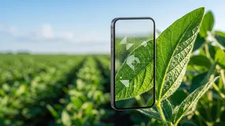 AI Smartphone Sensors Help Maharashtra Farmers Identify Diseases Early And Save Harvests