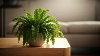 Bird's Nest Ferns Are A Safe Styling Win