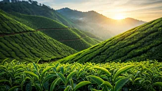 Discover the World's Most Enchanting, Uncrowded Tea Plantations