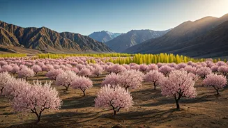 Ladakh's Apricot Blossom Spectacle: A Guide to Blooms, Stays, and Flavors