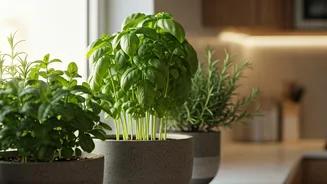 Basil, Mint And Rosemary Are Kitchen Decor Goals