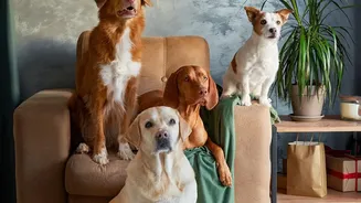 Why Socialising Rules In Apartment Dog Parks Matter For Urban Pet Mental Health