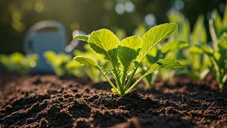 Thriving in the Sun: Simple Garden Hacks to Beat Extreme Heat