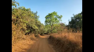 India's Diverse Climate Supports Guava Cultivation