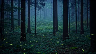 Chasing Fireflies: Maharashtra Forest Night Treks Are Totally Sold Out