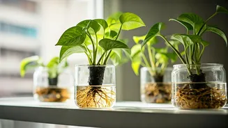 Mud-Free Plants Are Winning Small Indian Homes