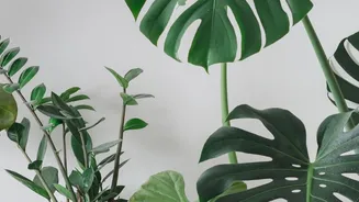 Pick the right indoor plants for your light
