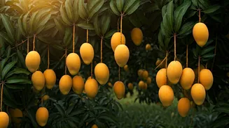 Malda: India's Mango Paradise - Experience the Sweetness in May!