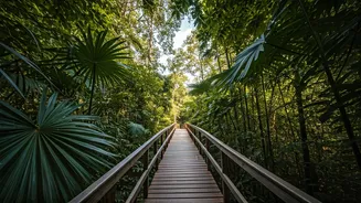 Germany's Forest Skywalks: A Must-See Experience