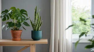 Don't Let Damp Weather Lead To Overwatered Houseplants