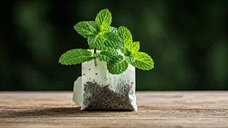 Green Thumbs Up: Cultivating Mint with Repurposed Tea Bags
