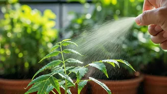 Neem Oil Sprays Are Keeping Balcony Gardens Alive Right Now
