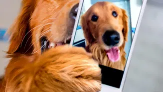 Petcare In India Is Expanding As Tier-2 And Tier-3 Cities Add More Services
