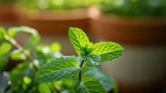 Unlock Fresh Flavor: Your Ultimate Guide to Growing Mint at Home