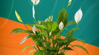 New Study Encourages Smarter Expectations About Plants And Indoor Air