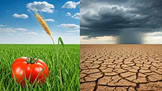 Food Prices Can Feel The Monsoon Quickly