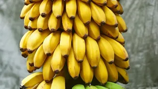 Green And Yellow Bananas Compared: How Ripening Alters Sugar And Starch