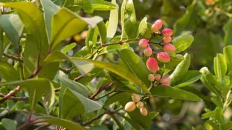 Waterberry: A lesser-known superfood