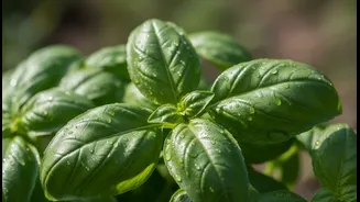 Fresh Herbs Add Fragrance Before They Add Flavour