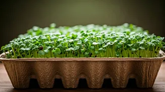 Grow Fresh Microgreens Inside Recycled Cardboard Trays Naturally