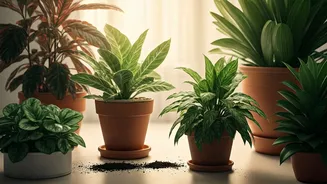 Your Houseplants Need A Monsoon Routine Update