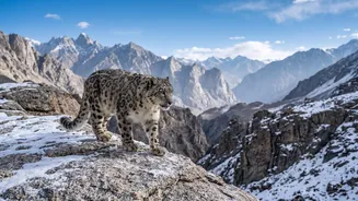 Ladakh's Snow Leopard Safari Explained: Snow Leopards as the Flagship Species of Ladakh's Safari
