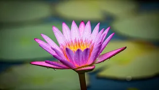 Forgiveness Leads to Peace and Better Bonds.
