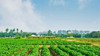 Indian Farms Test 19 Strawberry Varieties for Better Performance