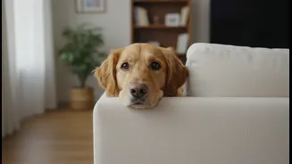 A Dog Hiding After Meals May Need More than Reassurance