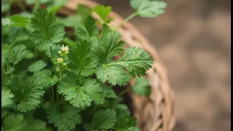 How To Prevent Soggy Pakora Disasters By Keeping Stored Coriander Bone Dry This Monsoon